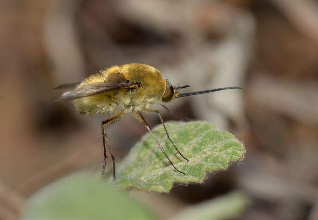 Bombyliidae: Bombylius cfr. minor